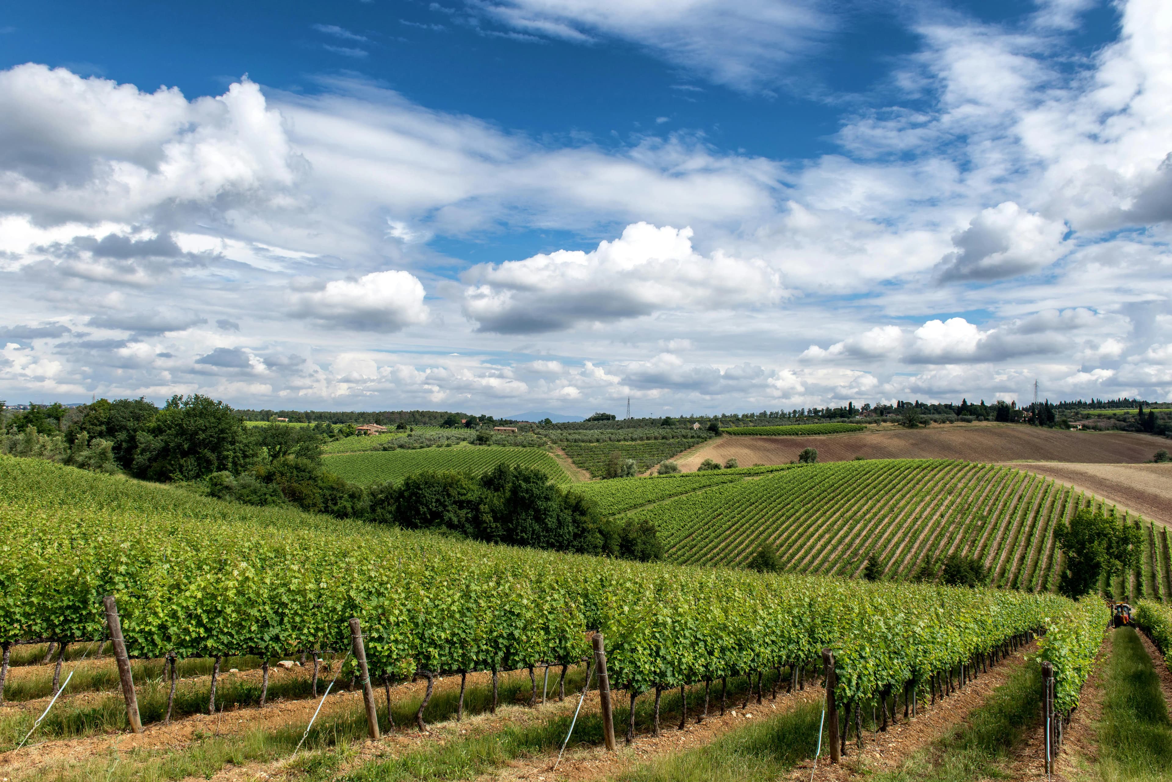 Napa Valley vineyards